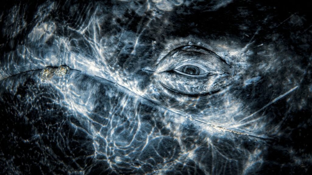 مسابقه عکاسی زیر آب 2024