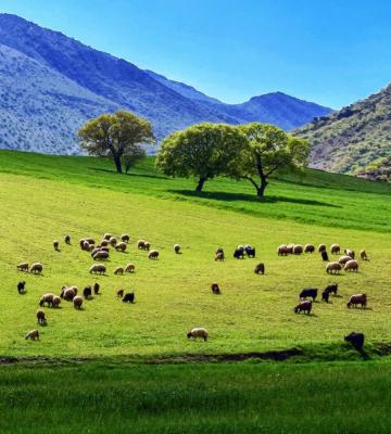گله گوسفندان در دامنه زاگرس باشکوه+عکس