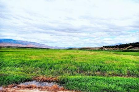 شالیزارهای زیبای برنج در شهرستان طارم در کنار رود قزل اوزن