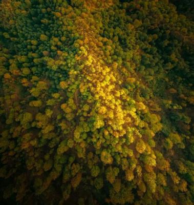 پاییز در دل جنگل های گلستان وارد شد+عکس