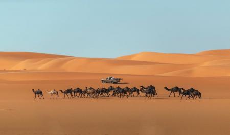 تصویری از گله شتران در عربستان