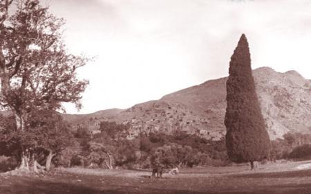 سرو  زیبای هرزویل حوالی ۱۲۵۰ خورشیدی