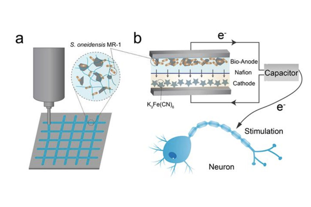 باتری جدید دانشمندان چینی با باکتری کار می‌کند؛ با قابلیت شارژ خودکار