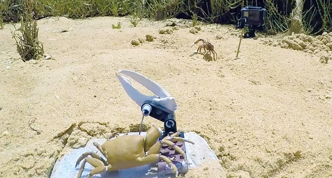 خرچنگ‌های واقعی با حمله به خرچنگ رباتیک رقیب خود را حذف کردند + ویدیو