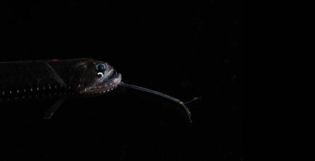 1756772398 313 9 عکس شگفت‌انگیز از دنیای درخشان و مرموز اعماق اقیانوس دانستنی