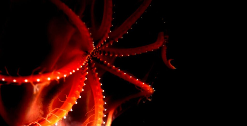 1756772398 989 9 عکس شگفت‌انگیز از دنیای درخشان و مرموز اعماق اقیانوس دانستنی